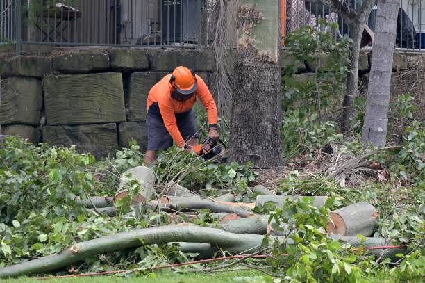 Anna, OH  Tree Services Company